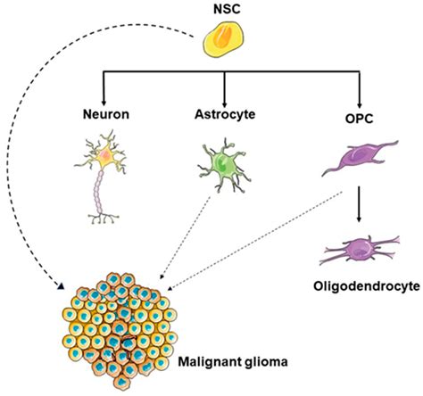 glioblastoma cell so f origin